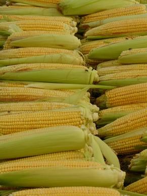 corn corn on the cob corn kernels