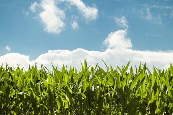 corn field picture quiet serenity