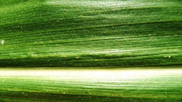 corn leaf