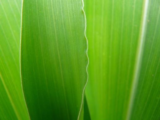 corn leaf green close