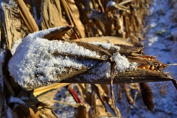 corn on the cob snow corn