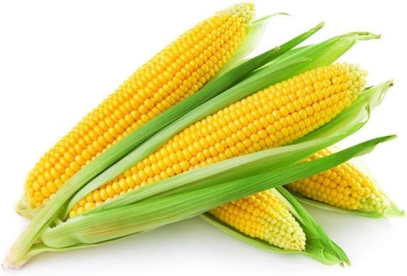 corn picture 02 hd pictures