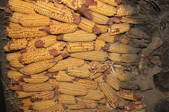 corn stocks in mitchell south dakota