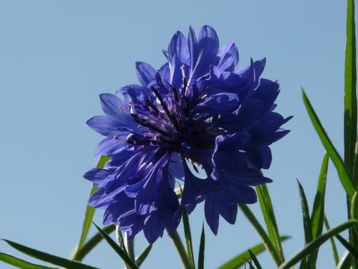 cornflower blue flower