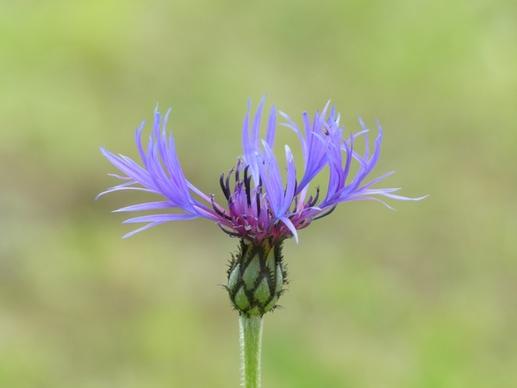 cornflower flower blue