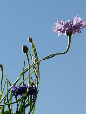 cornflower stalk blue