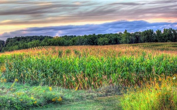 cornstalks at dusk at wyalusing state park wisconsin