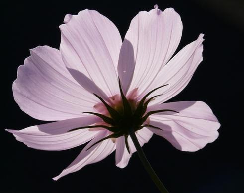 cosmea flower light pink