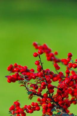 cotoneaster on green