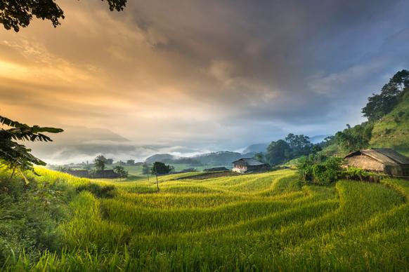 countryside picture elegant rice field cloudy sky