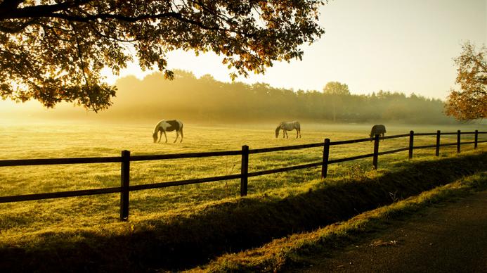 countryside picture horses farmland scene