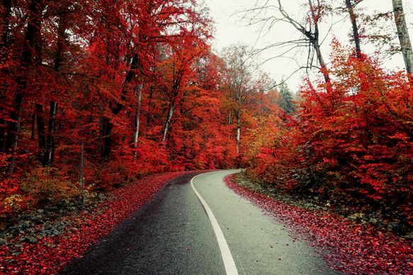 countryside scene picture empty road red leaves trees