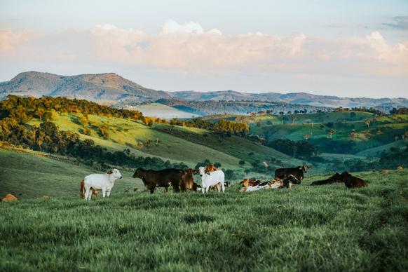 countryside scenery picture peaceful mountain farmland grazing cattle