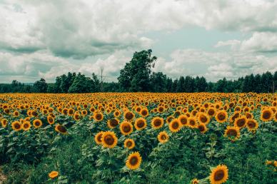 countryside senery picture blooming sunflower field scene