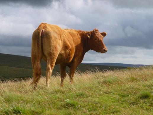 cow cattle dartmoor