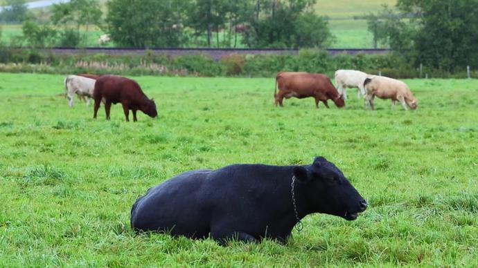 cow cattles grazing on green meadow