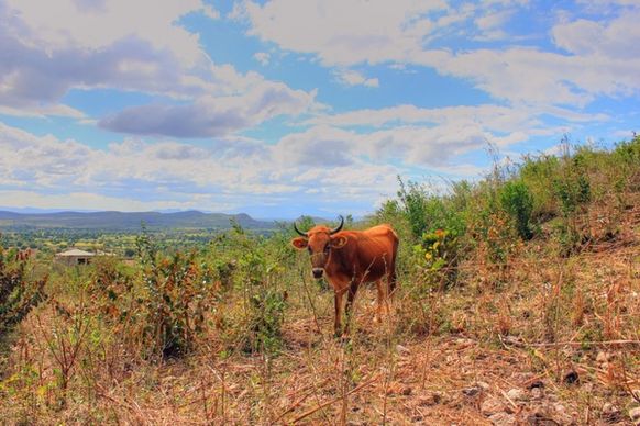 cow on the mountainside near pignon haiti
