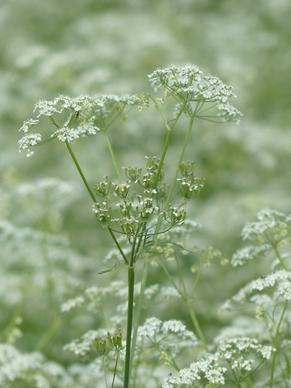 cow parsley flower white