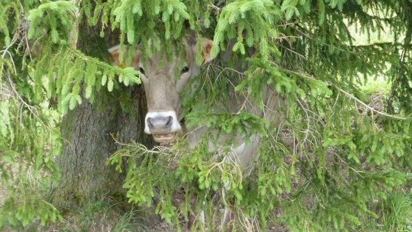 cow tree hiding place