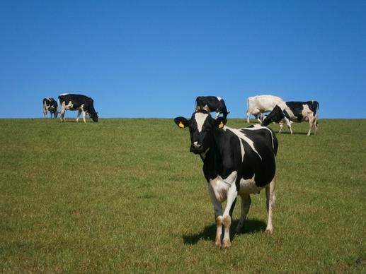 cows grass meadow