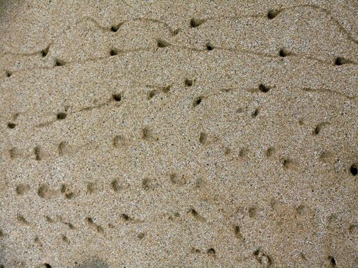 crab sand footprints texture