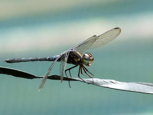 cratilla lineata emerald banded skimmer insect
