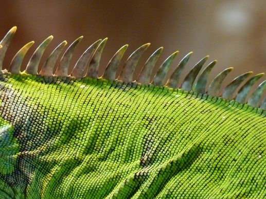 crest green iguana iguana