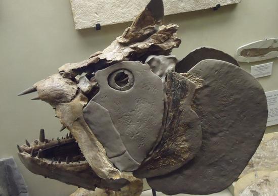 cretaceous fish skull