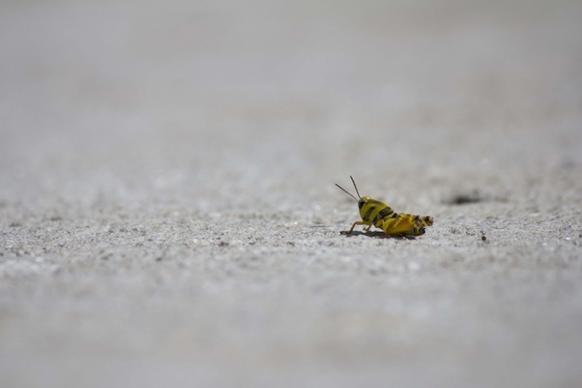 cricket chapulin insect