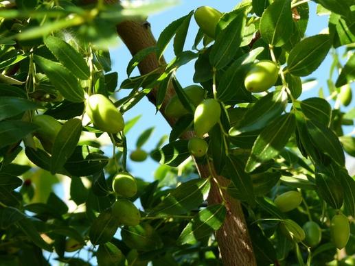 croatia the olives tree