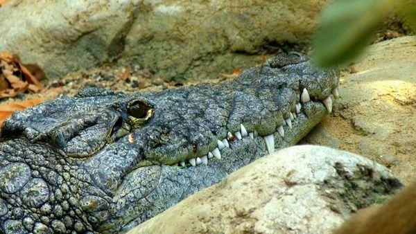crocodile lizard predator