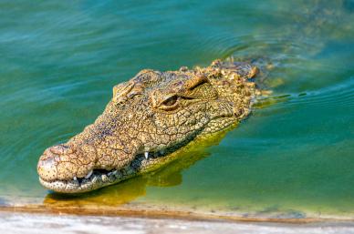 crocodile picture elegant closeup face