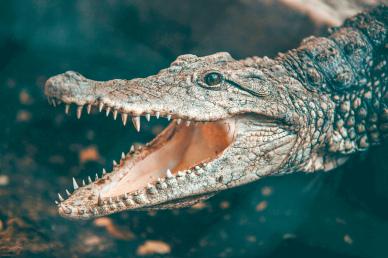 crocodile picture jaws closeup
