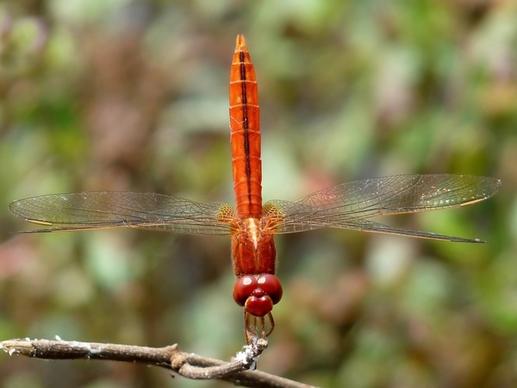 crocothemis servilla dragonfly insect