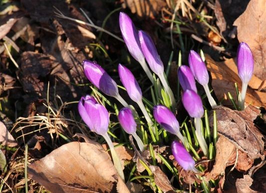 crocus violet spring