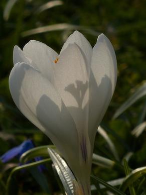 crocus white bloom