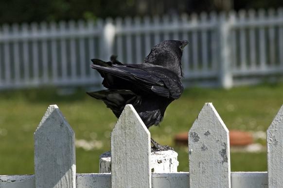 crow fence bird