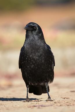 crow picture closeup elegance