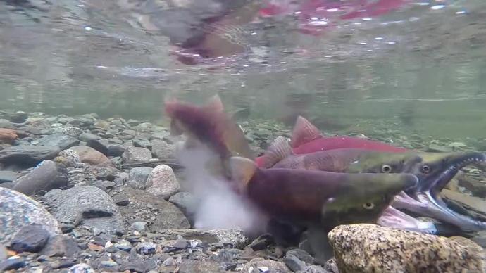 crowded salmon laying eggs in clear water
