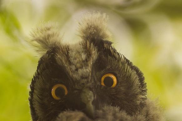 curious owl