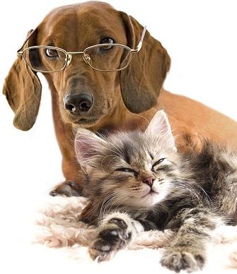 cute cat and dog picture 10