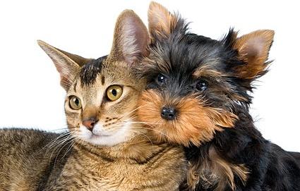 cute cat and dog picture 2