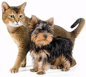 cute cat and dog picture 3