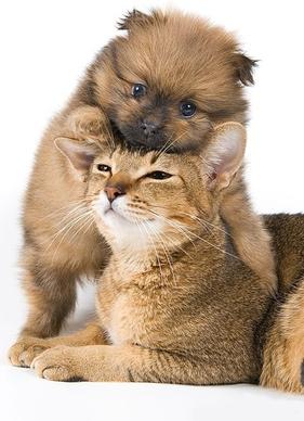 cute cat and dog picture 4