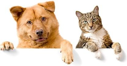 cute cat and dog picture 6