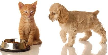 cute cat and dog picture 9
