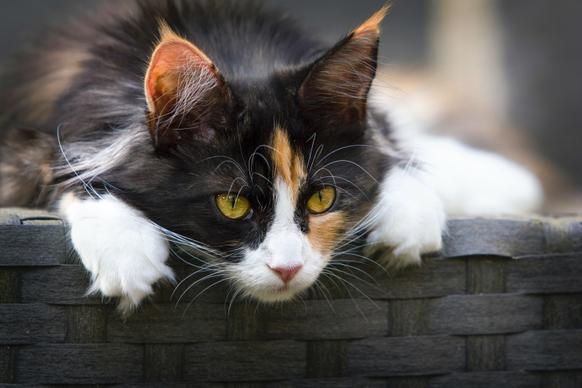 cute cat picture modern closeup