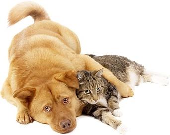 cute cats and dogs stock photo
