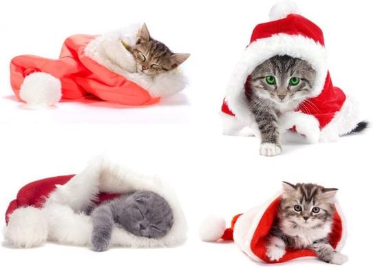 cute christmas hats and cats highdefinition picture