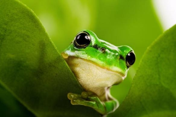 cute frog 02 hq pictures